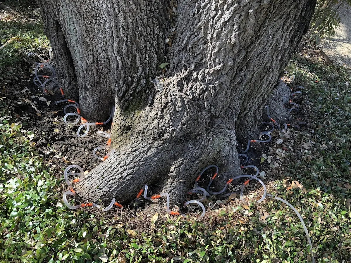 Detailed Tree Cabling and Bracing job site in Hot Springs